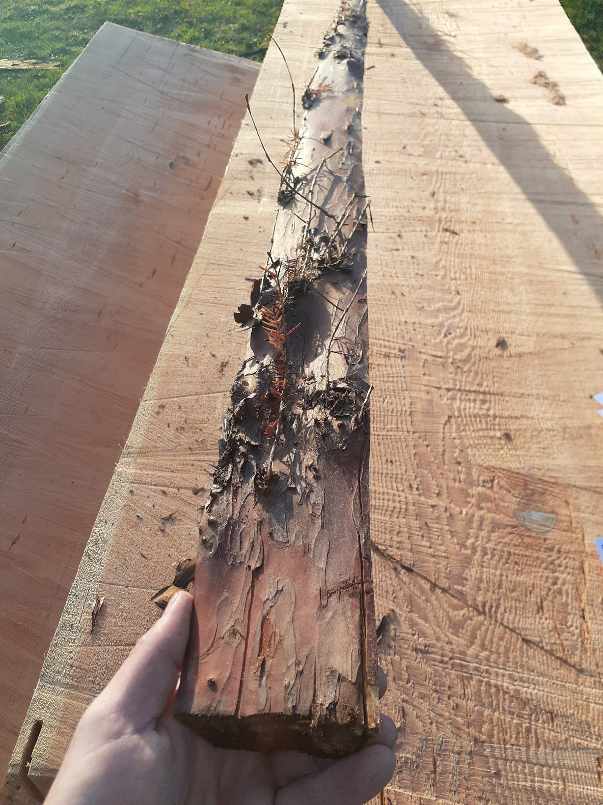 Yew Stave #246
