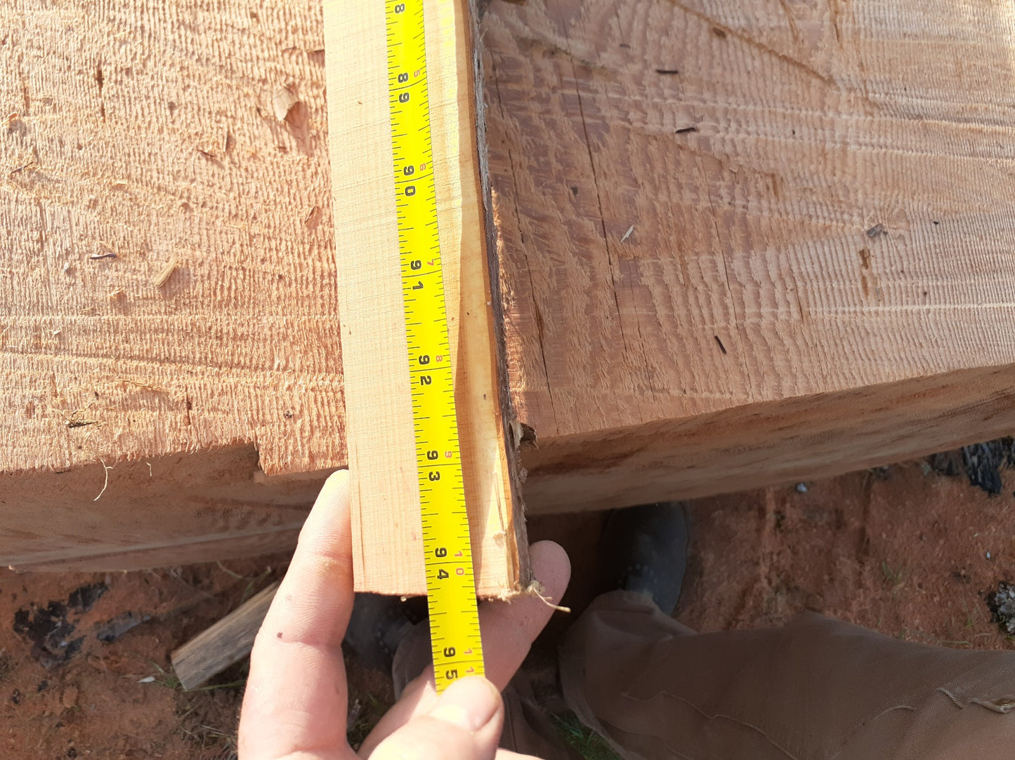 Yew Stave #247
