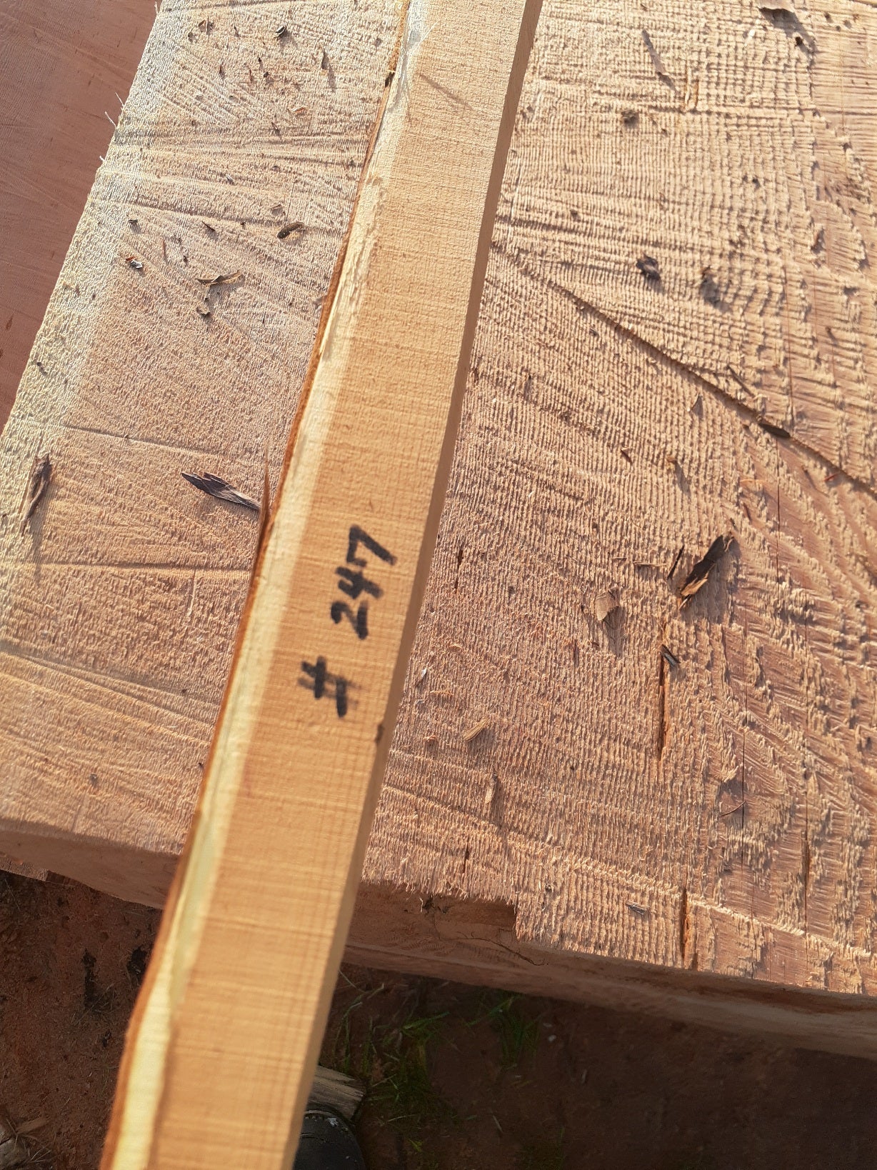 Yew Stave #247