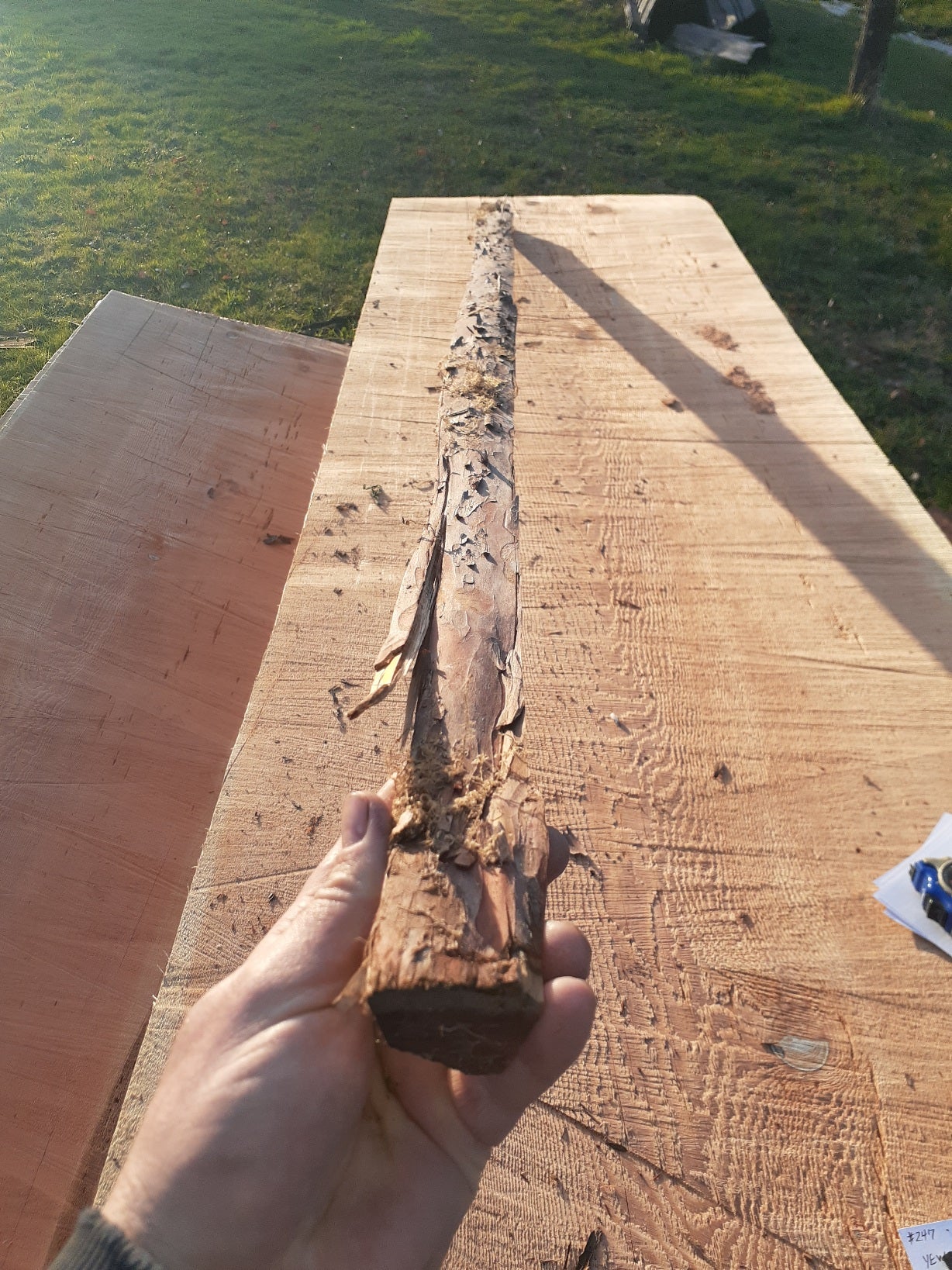 Yew Stave #247
