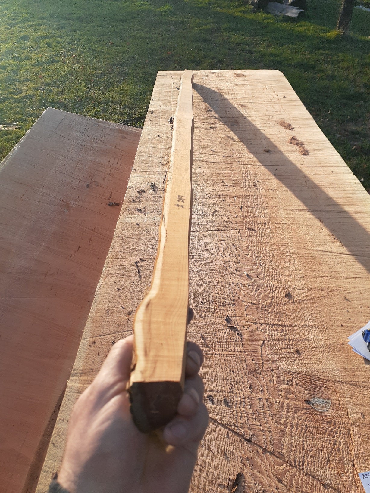 Yew Stave #247