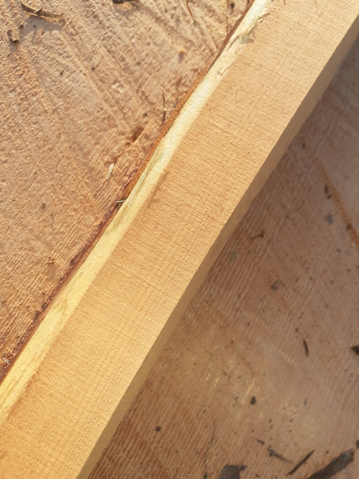 Yew Stave #247