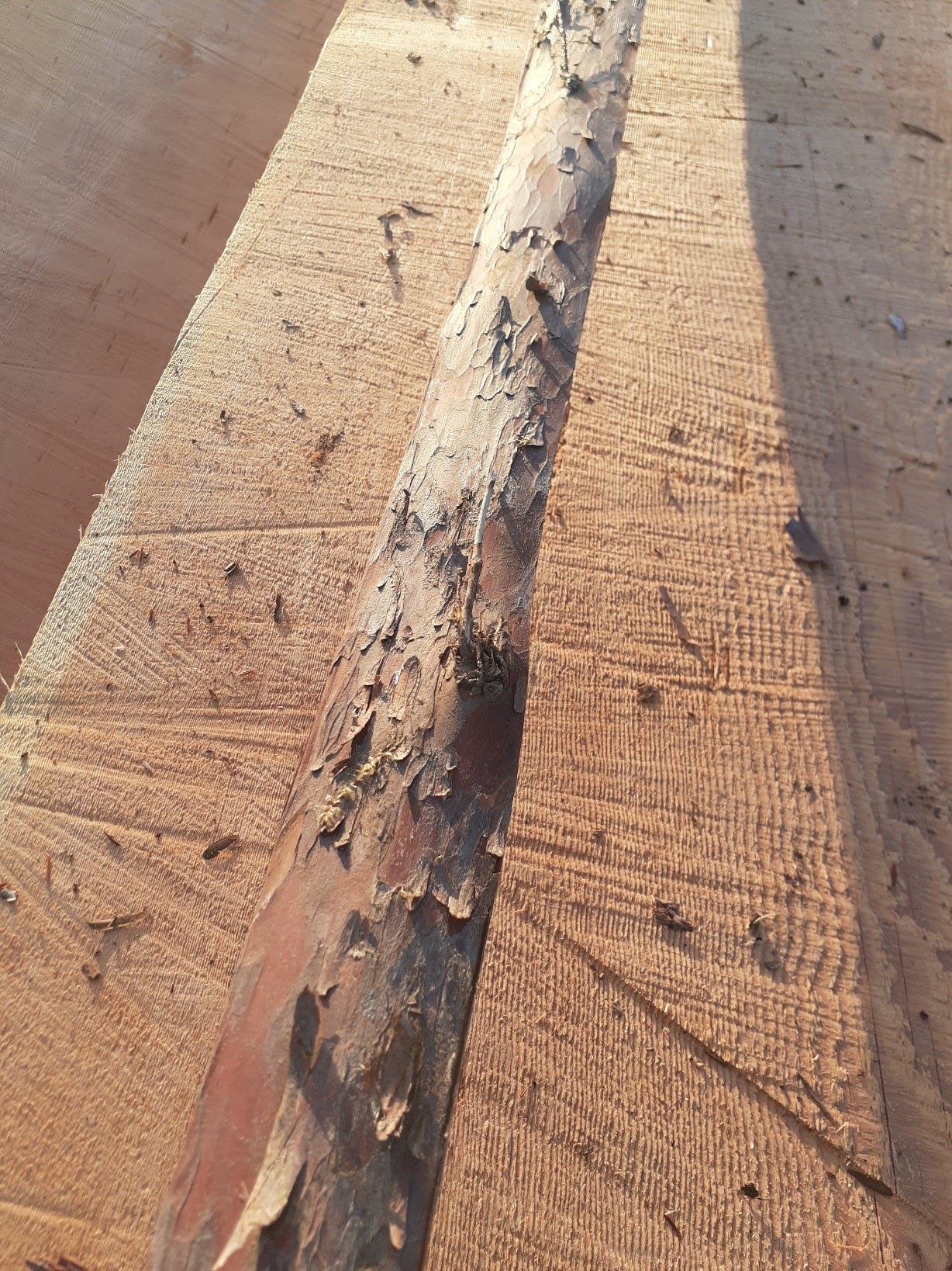 Yew Stave #247