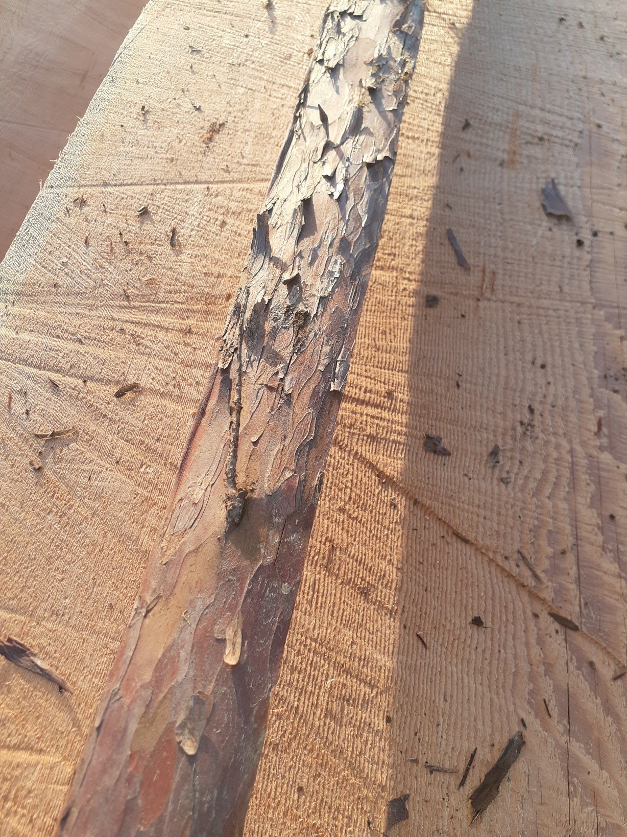 Yew Stave #247