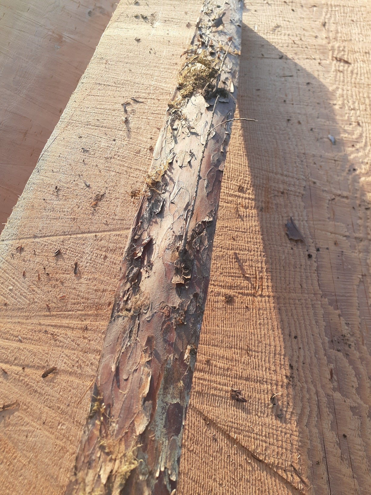 Yew Stave #247