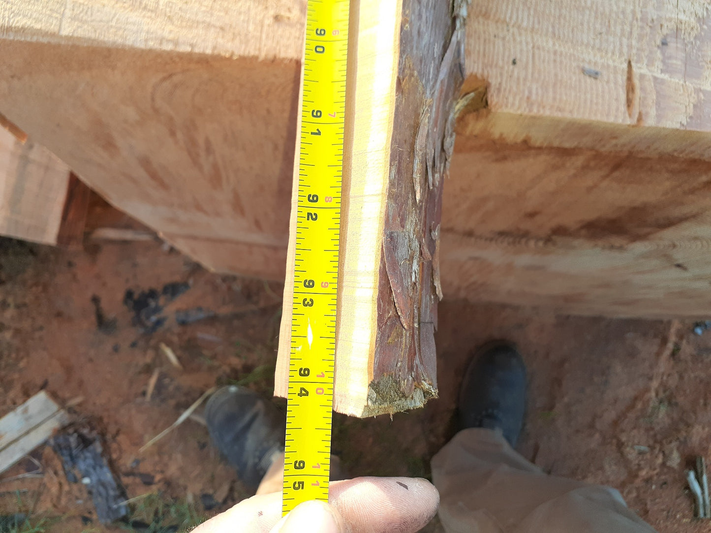 Yew Stave #248