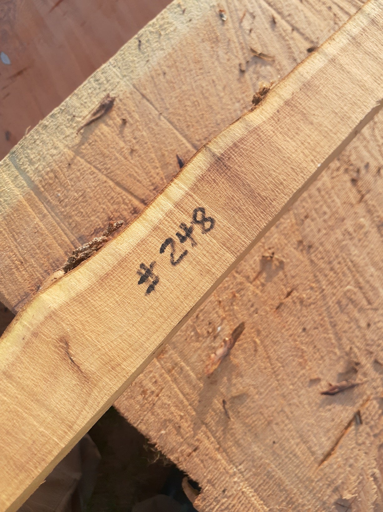 Yew Stave #248