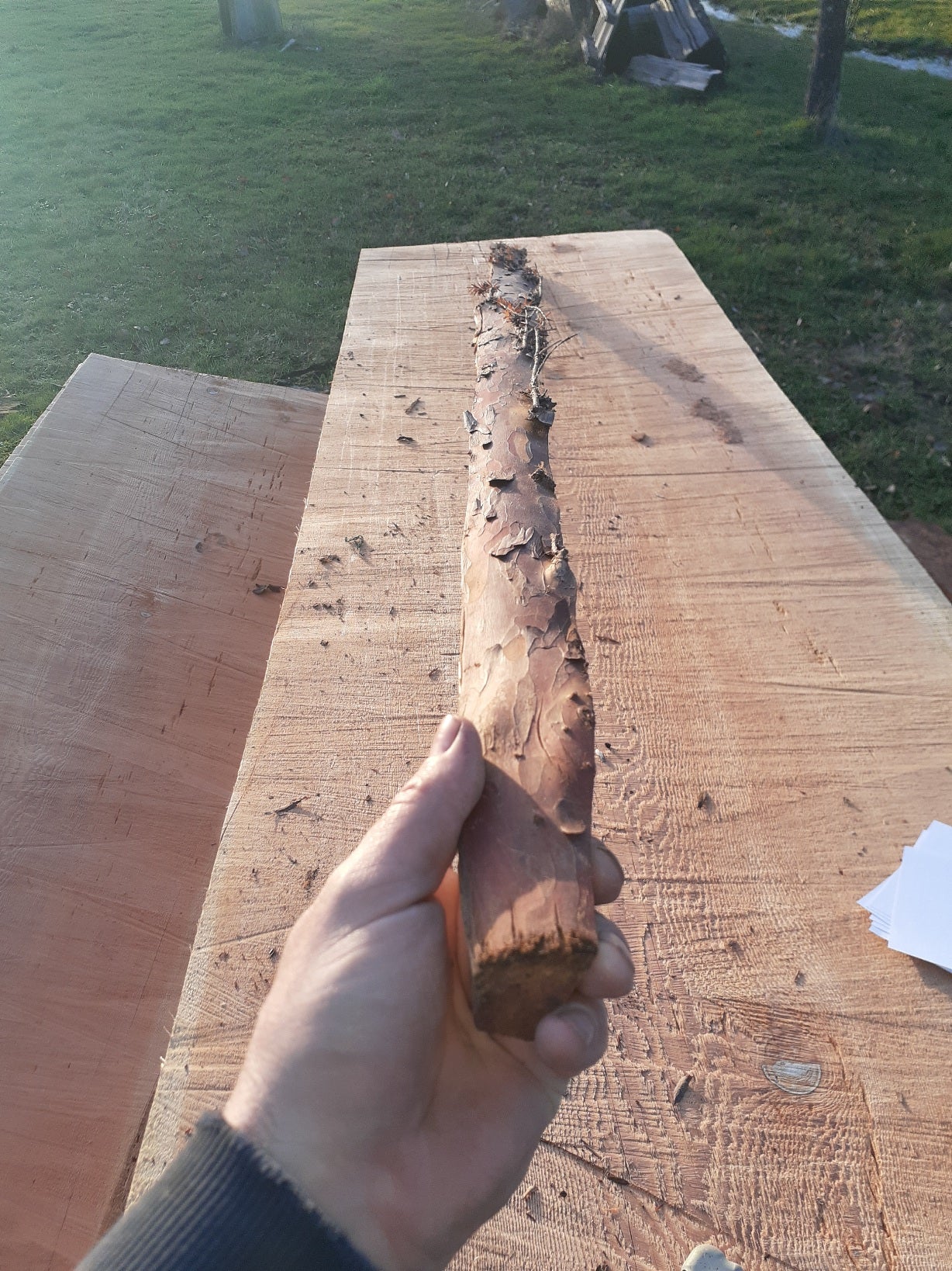 Yew Stave #248