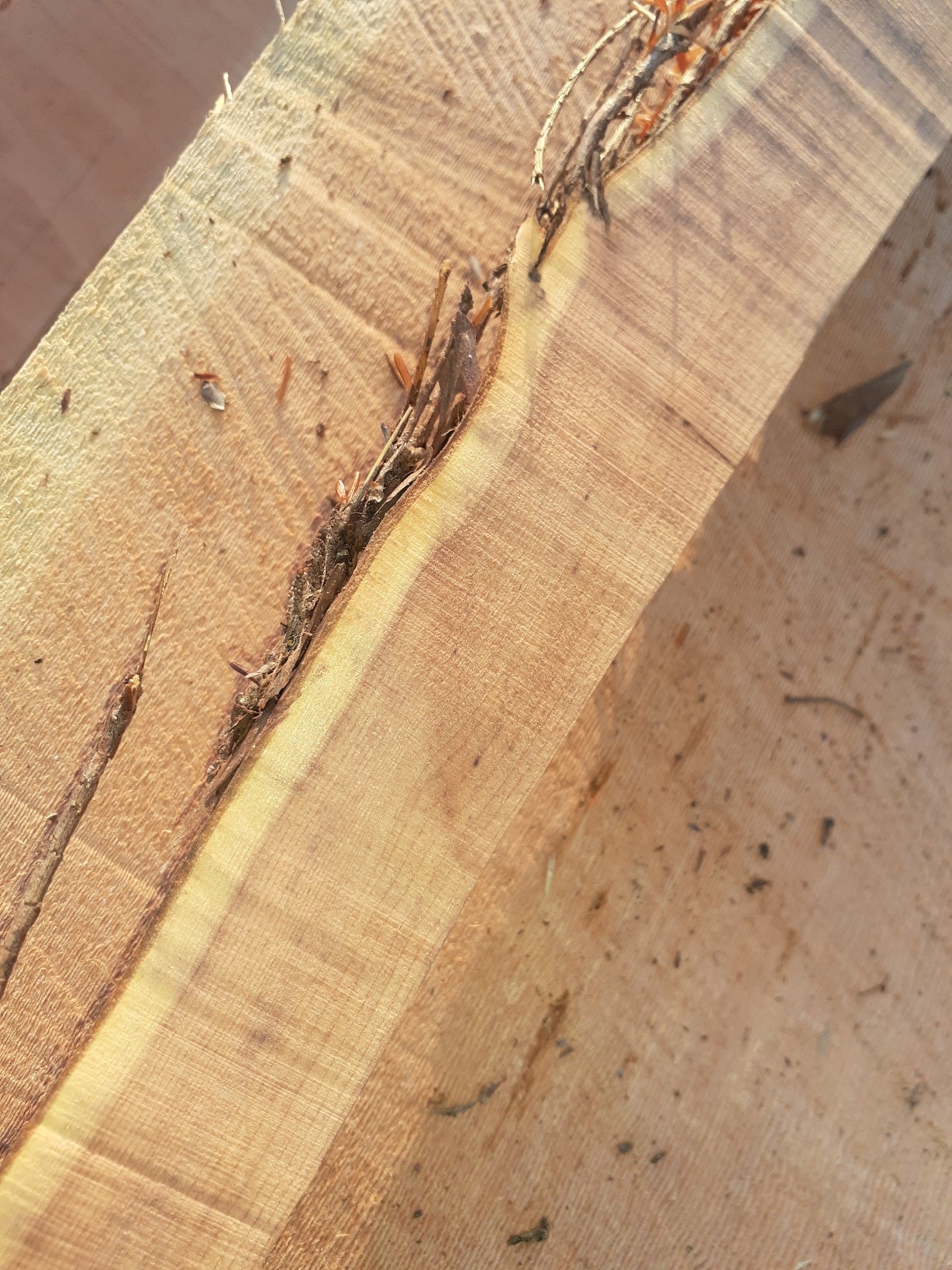 Yew Stave #248