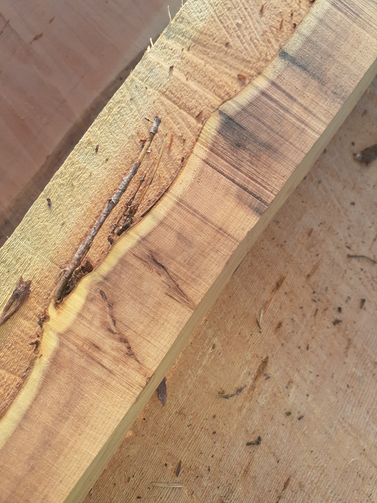 Yew Stave #248