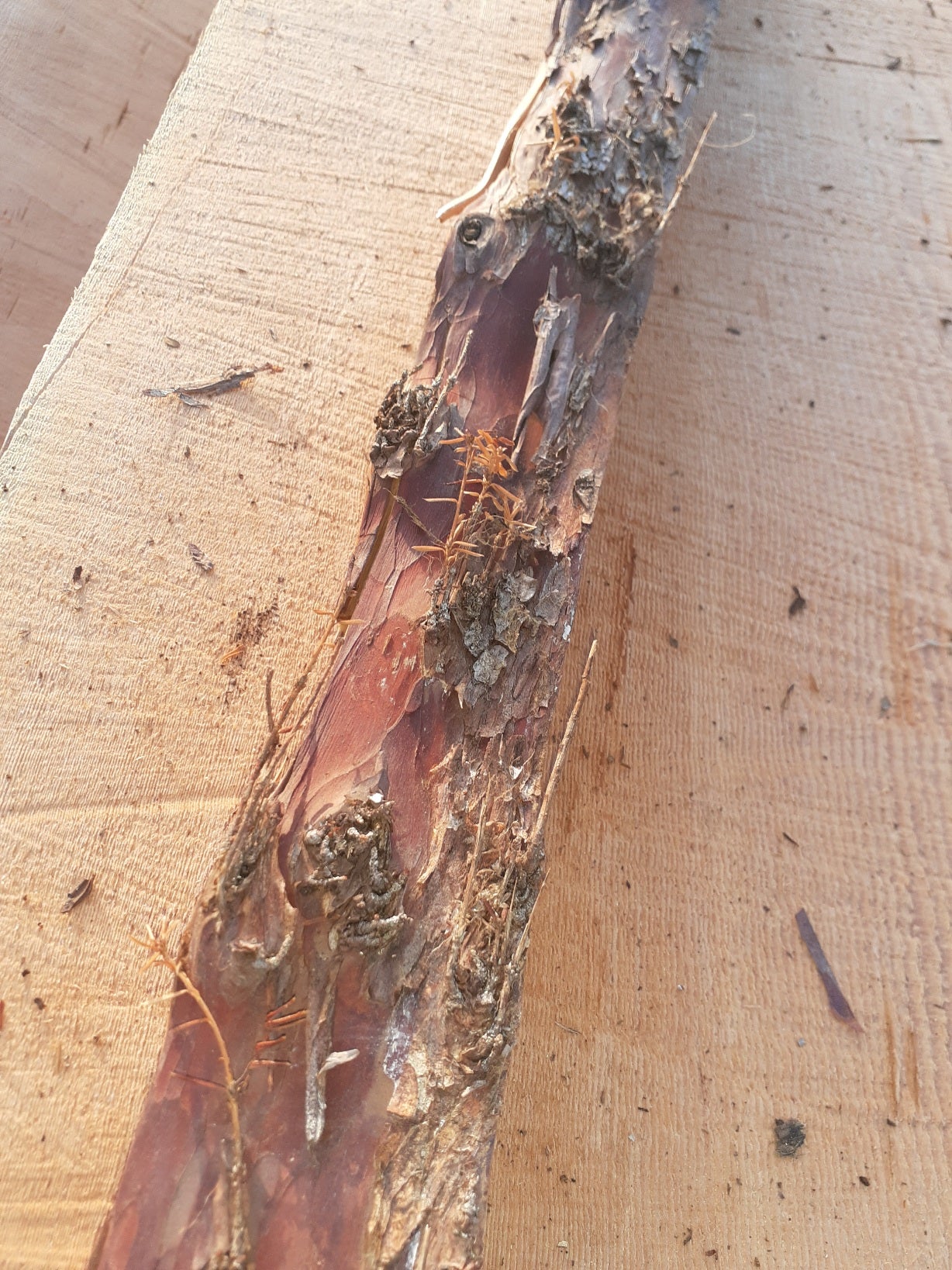 Yew Stave #248